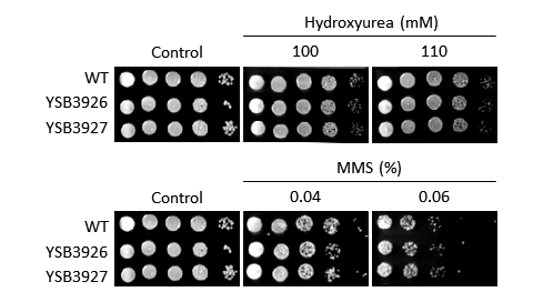 Genotoxic stress phenotype for CNAG_06671T0
