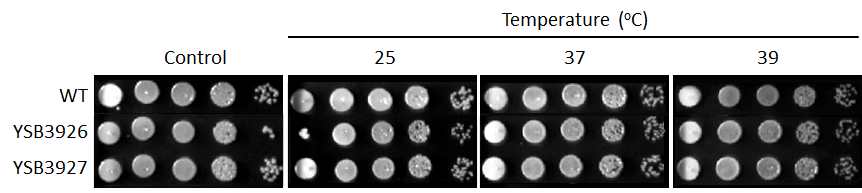 Growth phenotype for CNAG_06671T0