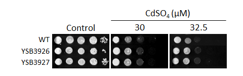 Heavy metal stress phenotype for CNAG_06671T0