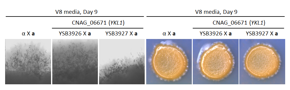 Growth phenotype for CNAG_06671T0