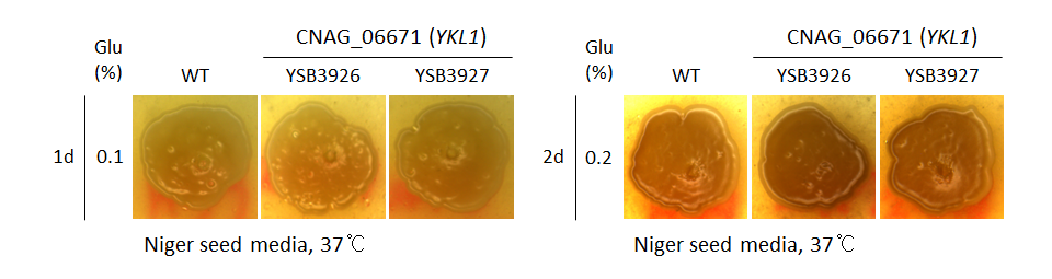 Melanin phenotype for CNAG_06671T0