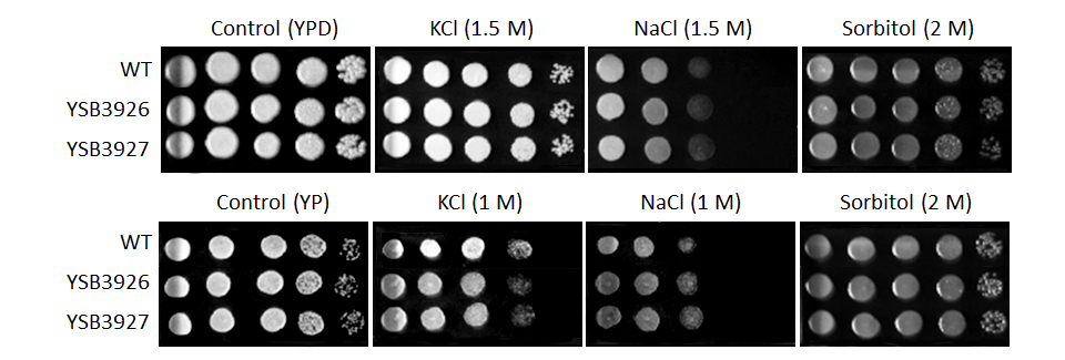 Osmotic stress phenotype for CNAG_06671T0