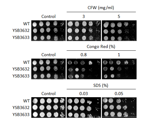 Cell wall stress phenotype for CNAG_06697T0