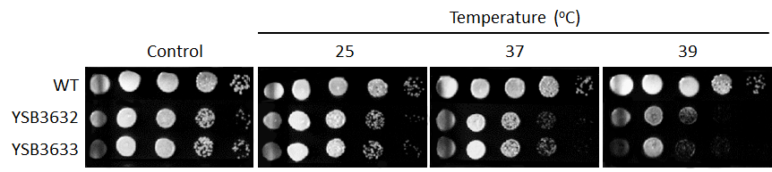 Growth phenotype for CNAG_06697T0