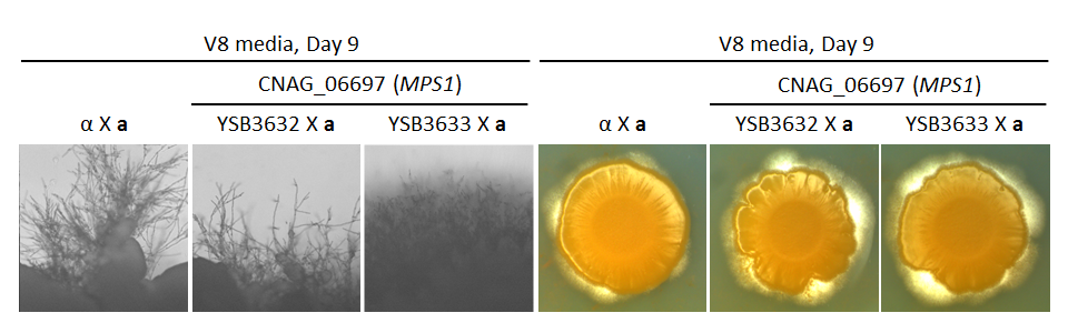 Growth phenotype for CNAG_06697T0
