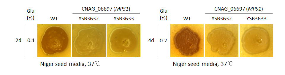 Melanin phenotype for CNAG_06697T0