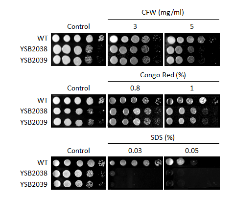 Cell wall stress phenotype for CNAG_06730T0