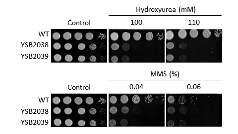 Genotoxic stress phenotype for CNAG_06730T0