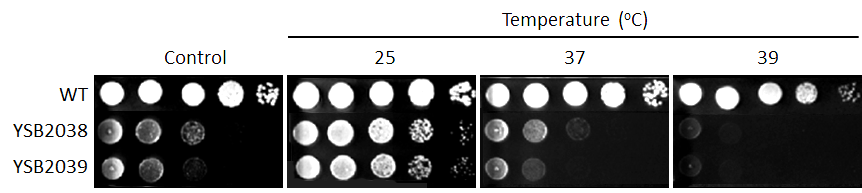 Growth phenotype for CNAG_06730T0