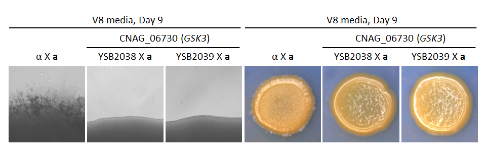 Growth phenotype for CNAG_06730T0