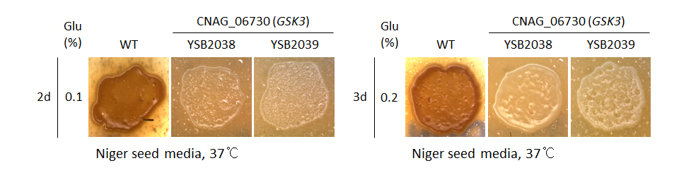 Melanin phenotype for CNAG_06730T0