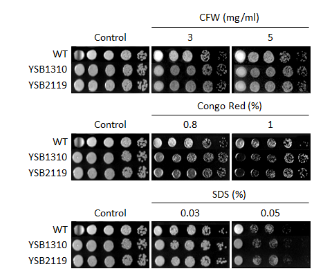 Cell wall stress phenotype for CNAG_06809T0