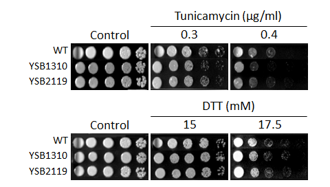 ER stress phenotype for CNAG_06809T0