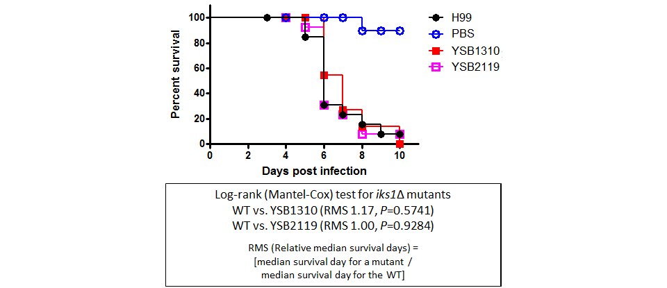 Galleria mellonella virulence data for CNAG_06809T0