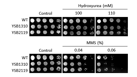 Genotoxic stress phenotype for CNAG_06809T0
