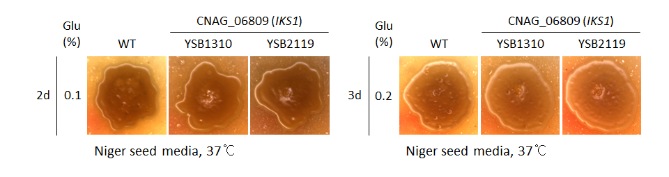 Melanin phenotype for CNAG_06809T0