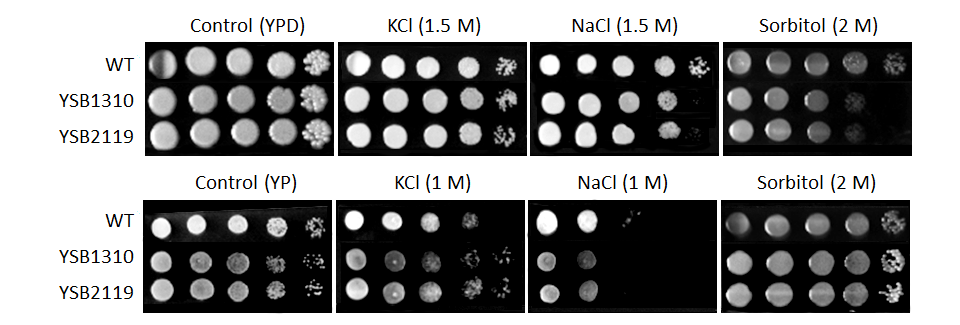 Osmotic stress phenotype for CNAG_06809T0
