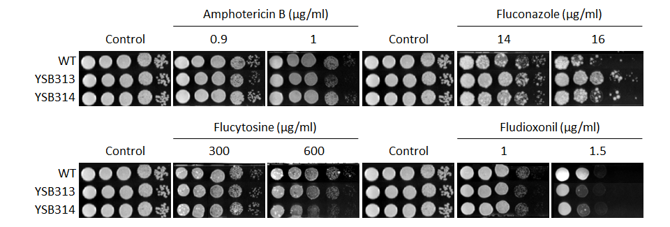 Antifungal drug susceptibility for CNAG_06980T0