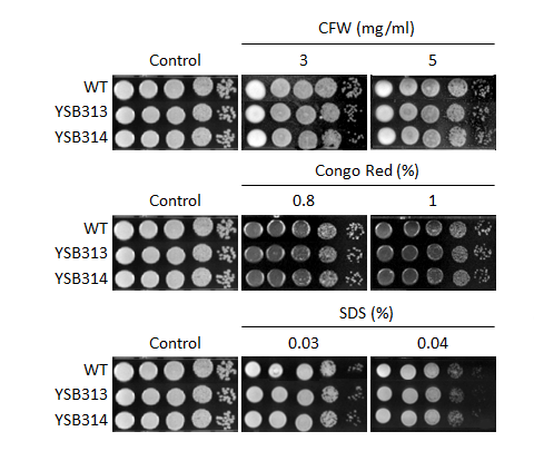 Cell wall stress phenotype for CNAG_06980T0