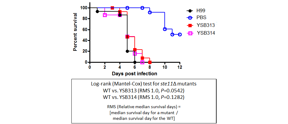 Galleria mellonella virulence data for CNAG_06980T0
