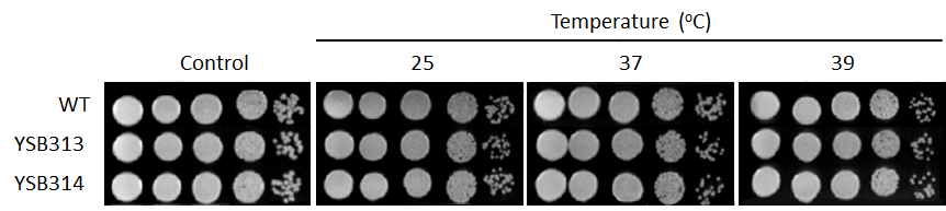 Growth phenotype for CNAG_06980T0