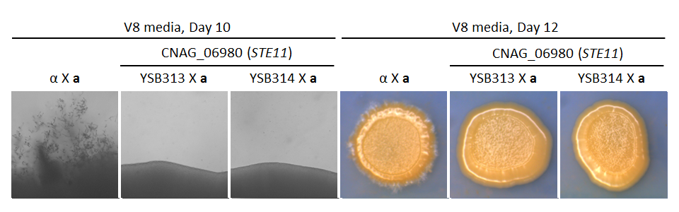 Growth phenotype for CNAG_06980T0
