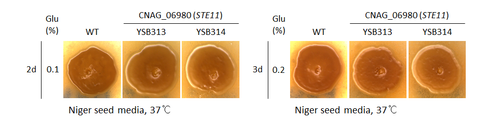 Melanin phenotype for CNAG_06980T0