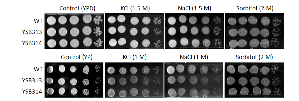 Osmotic stress phenotype for CNAG_06980T0