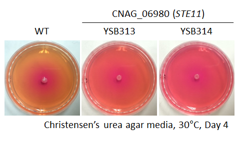 Urease phenotype for CNAG_06980T0