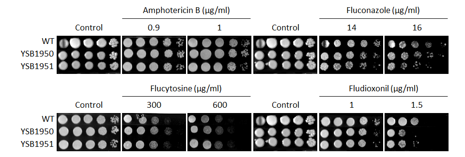 Antifungal drug susceptibility for CNAG_07359T0