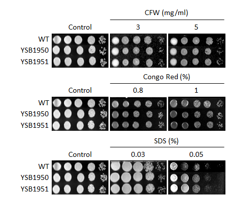 Cell wall stress phenotype for CNAG_07359T0