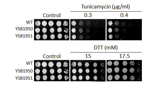 ER stress phenotype for CNAG_07359T0