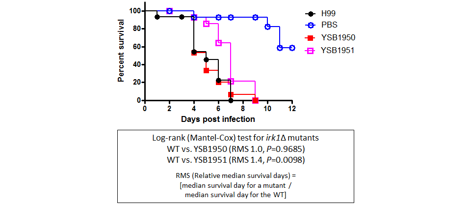 Galleria mellonella virulence data for CNAG_07359T0
