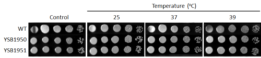 Growth phenotype for CNAG_07359T0