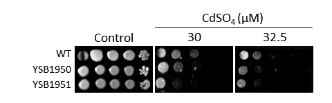 Heavy metal stress phenotype for CNAG_07359T0