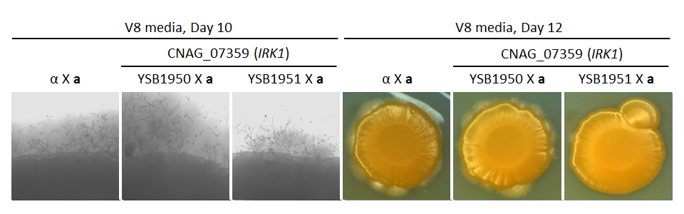 Growth phenotype for CNAG_07359T0