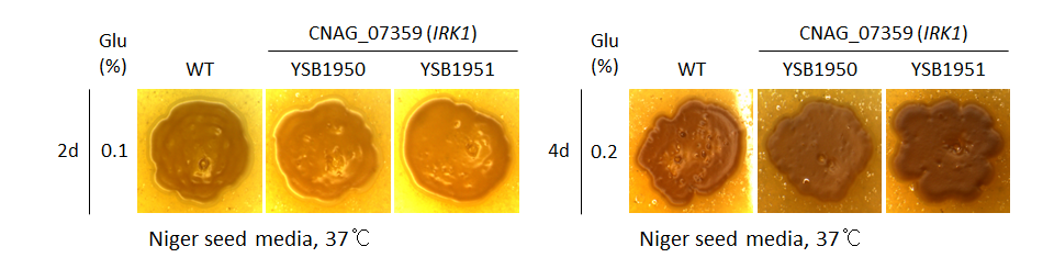 Melanin phenotype for CNAG_07359T0