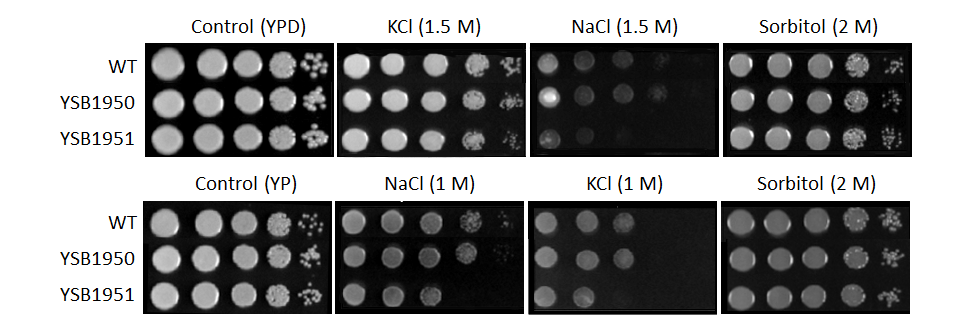 Osmotic stress phenotype for CNAG_07359T0