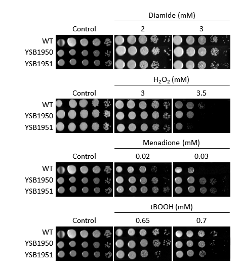 Oxidative stress phenotype for CNAG_07359T0