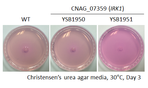 Urease phenotype for CNAG_07359T0