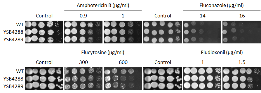 Antifungal drug susceptibility for CNAG_07372T0