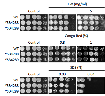Cell wall stress phenotype for CNAG_07372T0