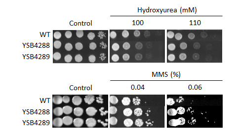 Genotoxic stress phenotype for CNAG_07372T0