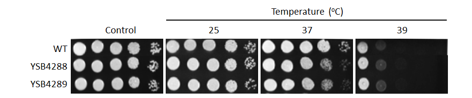 Growth phenotype for CNAG_07372T0