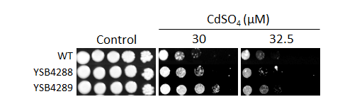 Heavy metal stress phenotype for CNAG_07372T0
