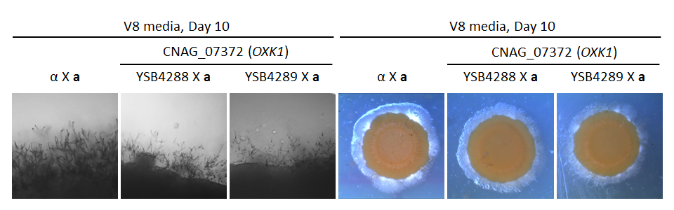 Growth phenotype for CNAG_07372T0