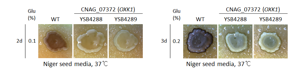 Melanin phenotype for CNAG_07372T0