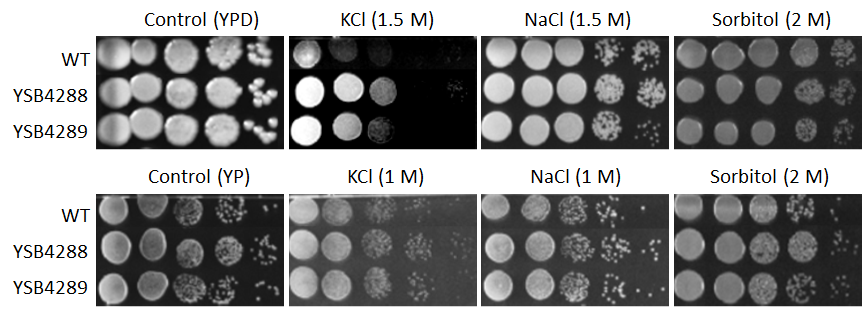 Osmotic stress phenotype for CNAG_07372T0