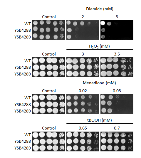 Oxidative stress phenotype for CNAG_07372T0