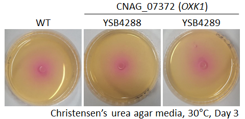 Urease phenotype for CNAG_07372T0